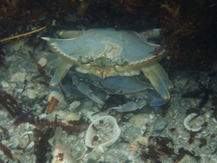 Callinectes ornatus