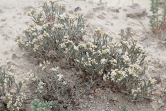 Eriogonum pelinophilum