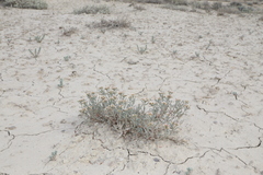 Eriogonum pelinophilum