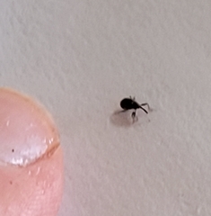 Anthonomus quadrigibbus