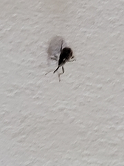 Anthonomus quadrigibbus