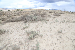 Eriogonum pelinophilum