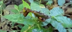 Raptrix