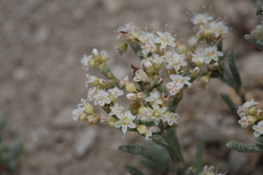 Eriogonum pelinophilum