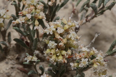 Eriogonum pelinophilum