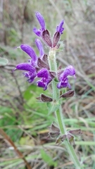 Salvia sclareoides