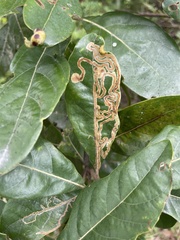 Phyllocnistis hyperpersea