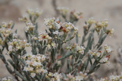 Eriogonum pelinophilum