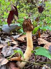 Verpa bohemica