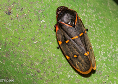 Phymatostetha triseriata