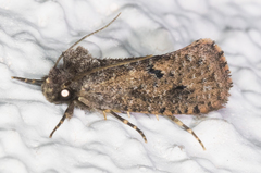 Acrolophus kearfotti