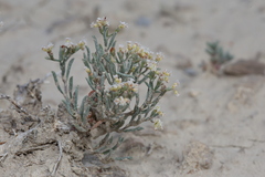 Eriogonum pelinophilum