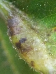 Phylloxera caryaevenae