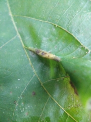Phylloxera caryaevenae