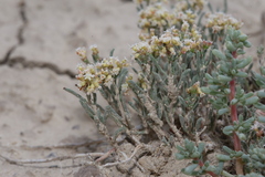 Eriogonum pelinophilum