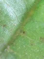 Phylloxera caryaevenae