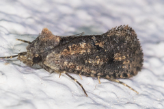 Acrolophus cockerelli