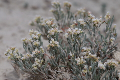 Eriogonum pelinophilum