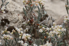 Eriogonum pelinophilum