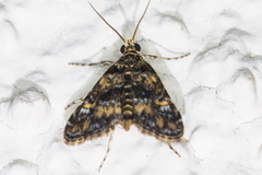 Elophila occidentalis