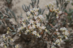 Eriogonum pelinophilum