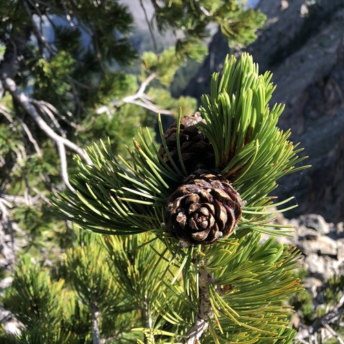 Whitebark Pine (Pinus albicaulis)