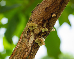 Marasmius tenuissimus