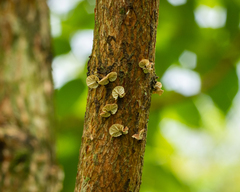 Marasmius tenuissimus