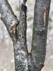 Phaeocalicium curtisii