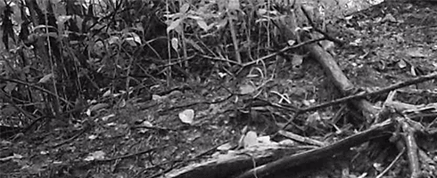 Asian Black Bear (Ursus thibetanus)