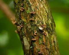 Marasmius tenuissimus