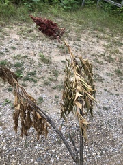 Phaeocalicium curtisii