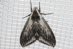 Sphinx perelegans