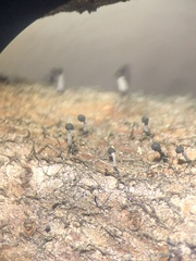 Phaeocalicium curtisii