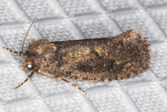 Acrolophus kearfotti