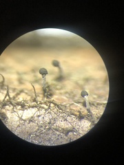 Phaeocalicium curtisii