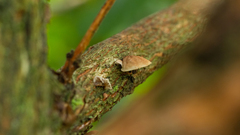 Marasmius tenuissimus