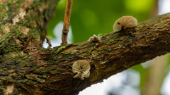 Marasmius tenuissimus