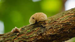 Marasmius tenuissimus