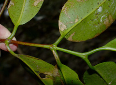 Garcinia warrenii