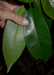 Garcinia warrenii