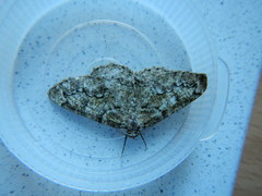 Cleorodes lichenaria