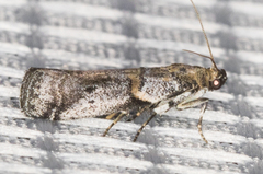 Acrobasis comptella