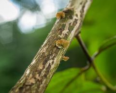 Marasmius tenuissimus