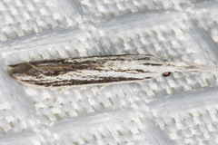 Coleophora discostriata