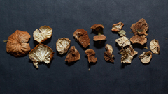 Marasmius tenuissimus