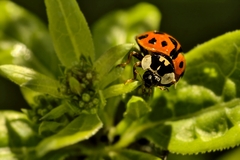 Harmonia axyridis