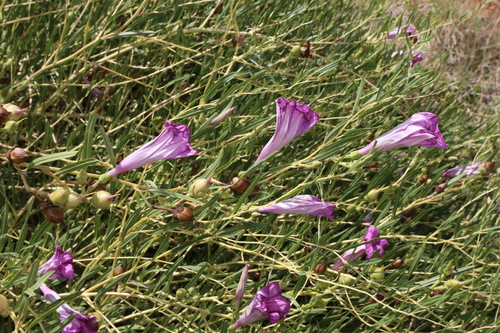 Image of Ipomoea leptophylla by (c) Reid Hardin, some rights reserved (CC BY)