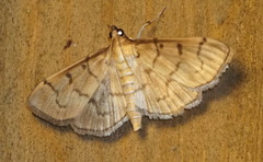 Herpetogramma theseusalis