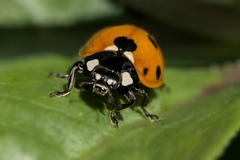 Coccinella septempunctata